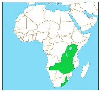 Grijze kroonkraanvogel