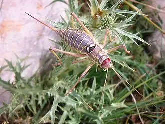 Dinarippiger discoidalis