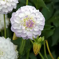 Bloemhoofdje met lintbloemen van dahlia