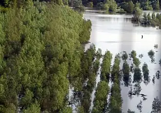 Balta Ialomiţei, overstroomd in april/mei 2006