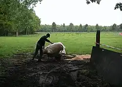 Voorbereiding van een motortreffen: koeienvlaaien bedekken met zaagsel op de kampeerplaats