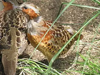 Chinese bamboepatrijs