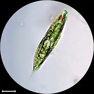 Euglena limnophila