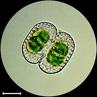 Cosmarium punctulatum, een meso-eutrafente sieralgensoort