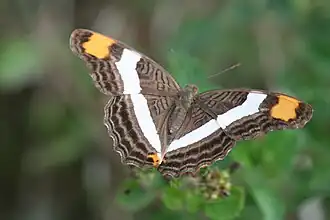 Adelpha fessonia