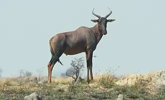 Damaliscus lunatus superstes