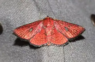 Banisia strigigrapha