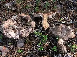 Bankera fuligineoalba