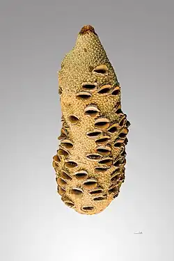 Kokervrucht van Banksia grandis