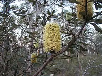 Nationaal park Georges River