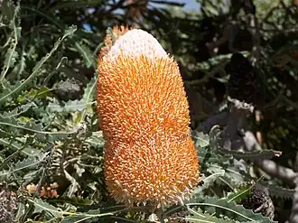 Banksia prionotes
