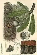 Banksia serrata door Edward Minchin (1862–1913). Gepubliceerd in 1895 in "The Flowering Plants and Ferns of New South Wales - Part 3" door Joseph Maiden.