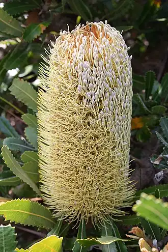 Proteaceae