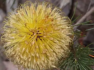 Banksia sphaerocarpa