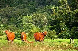 Banteng in het savannegebied