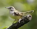 Javaanse prinia (Prinia familiaris)