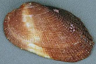 Barbatia cancellaria