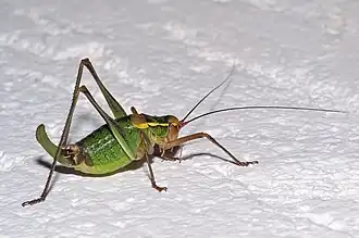 Barbitistes constrictus