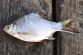 Barbonymus schwanenfeldii