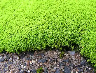 Gewoon smaragdsteeltje