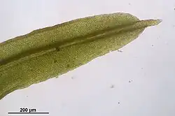 Bladtop met stekelpuntje