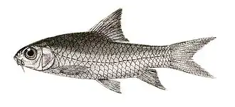 Barbodes bovanicus