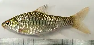 Barbus callipterus