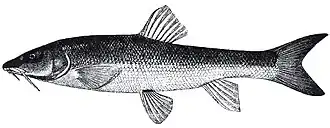 Barbus ciscaucasicus