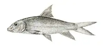Hypselobarbus curmuca