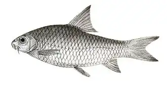 Hypselobarbus dobsoni