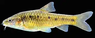 Barbus guineensis