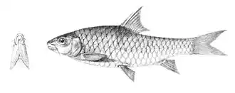 Neolissochilus