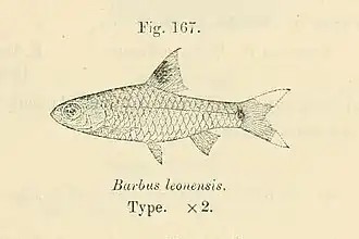 Barbus leonensis