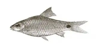 Puntius melanostigma