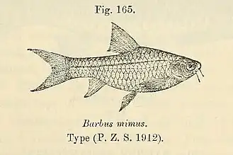 Barbus mimus