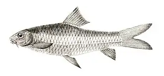 Hypselobarbus pulchellus