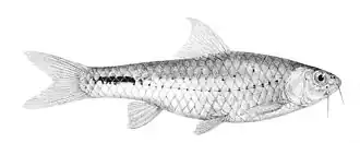 Barbus taeniurus