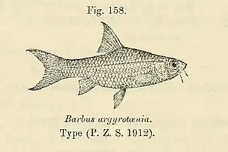 Barbus zanzibaricus