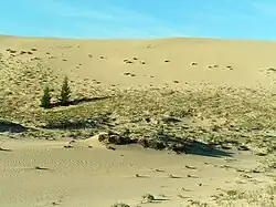 Sikkelduin in de Tsjarazanden