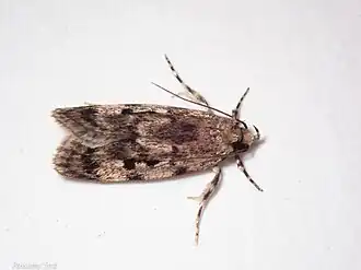 Barea exarcha