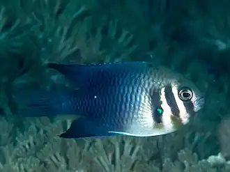 Neoglyphidodon thoracotaeniatus