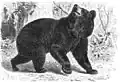 Tekening van zwarte beer