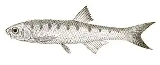 Barilius vagra