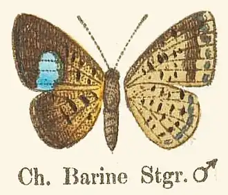 Argyrogrammana barine