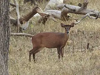 Muntiacus malabaricus