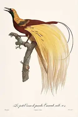 Idem, mogelijk de kleine paradijsvogel