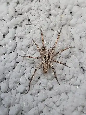 Barronopsis jeffersi