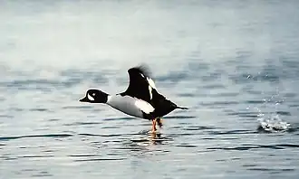 IJslandse brilduiker