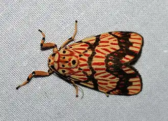 Miltochrista euprepia