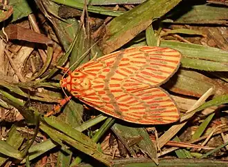 Miltochrista lucibilis